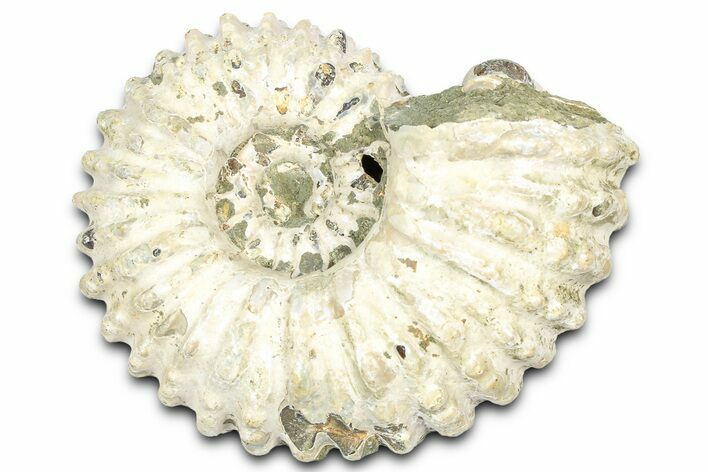 Bumpy Ammonite (Douvilleiceras) Fossil - Madagascar #361149